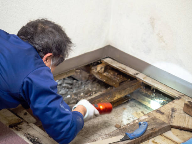 Best Best Mold Removal Companies  in Villa Ridge, MO