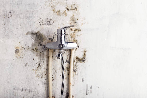 Best Mold Damage Repair  in Villa Ridge, MO