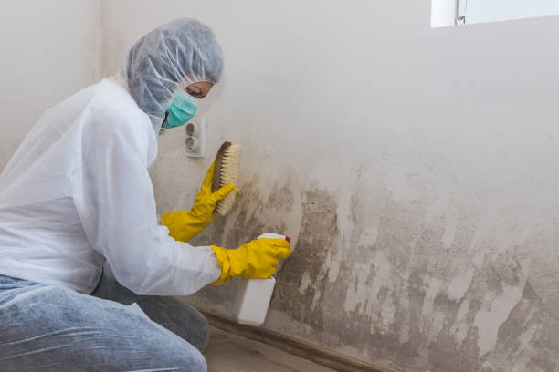 Best Fast Mold Removal  in Villa Ridge, MO