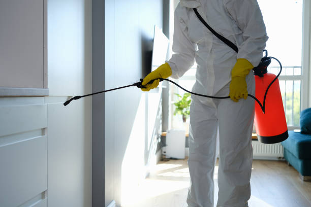 Best Home Mold Removal  in Villa Ridge, MO