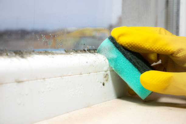 Best Certified Mold Removal  in Villa Ridge, MO