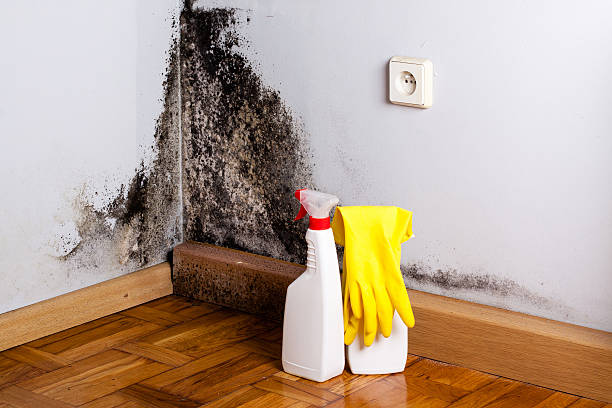 Best Mold Removal Company Near Me  in Villa Ridge, MO