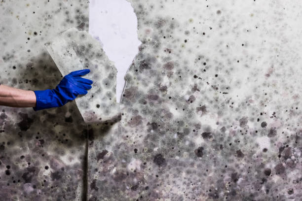 Best Toxic Mold Removal  in Villa Ridge, MO