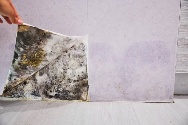 Best Black Mold Removal  in Villa Ridge, MO